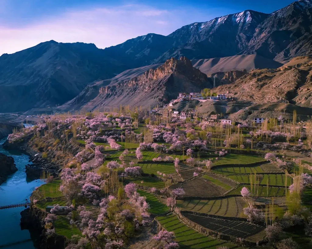 Be a part of Ladakh Apricot blossom festival